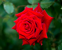 symbol_flower