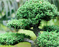 symbol_tree